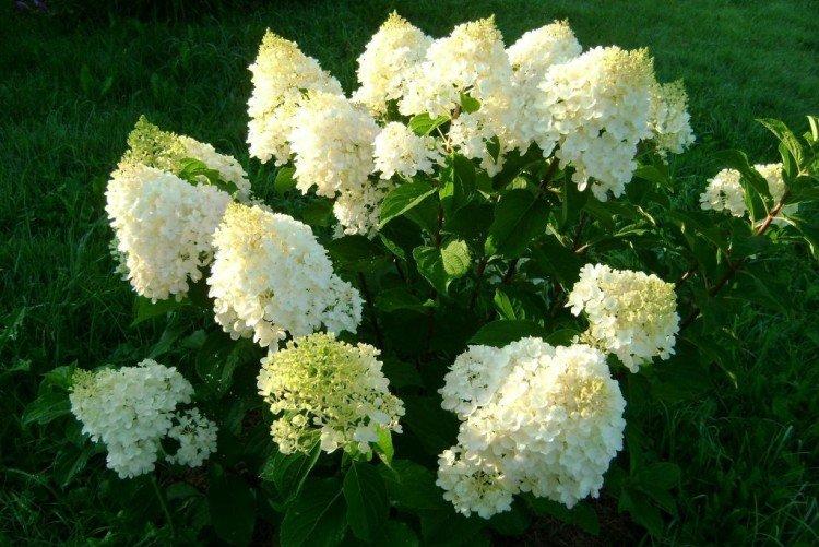 Dolly - Variétés d'hortensia panicule