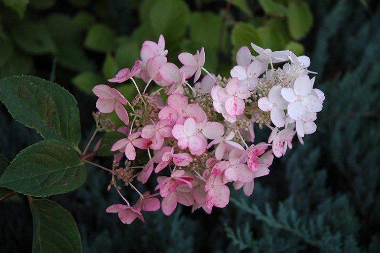 Diamant rose - Variétés d'hortensia panicule