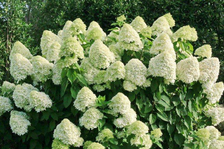Dollar en argent - Variétés d'hortensia panicule