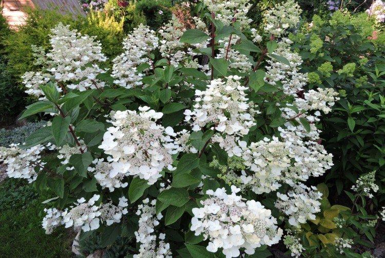 Darts Little Dot - Variétés d'hortensia panicule