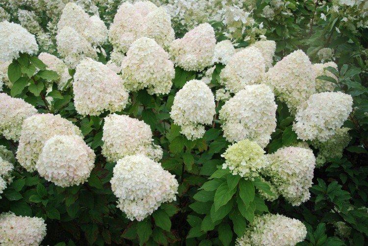 Phantom - Variétés d'hortensia panicule