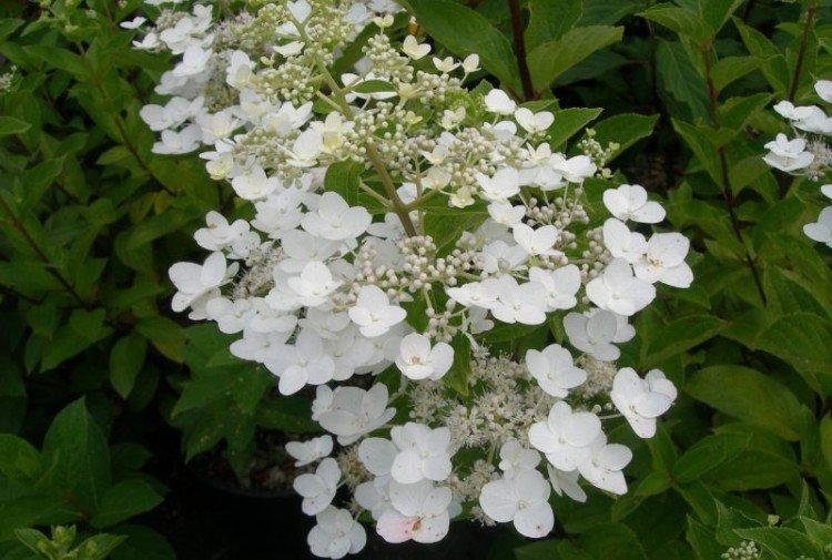 Kyushu - Variétés d'hortensia panicule