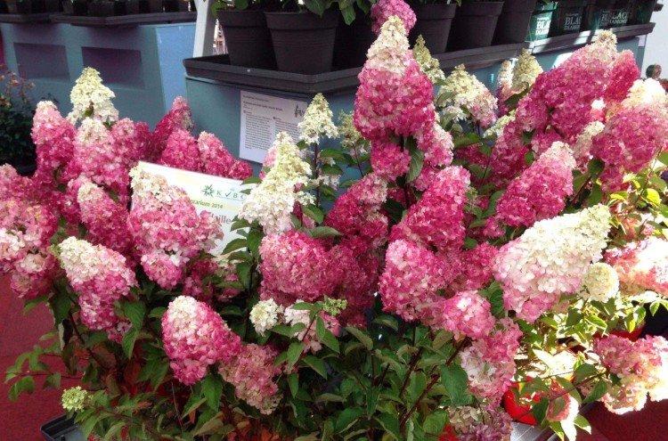 Frise Melba - Variétés d'hortensia panicule