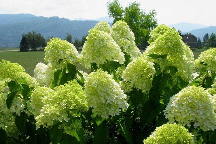 Limelight - Variétés d'hortensia panicule