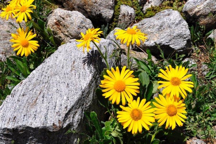 Arnica - Fleurs vivaces pour une résidence d'été