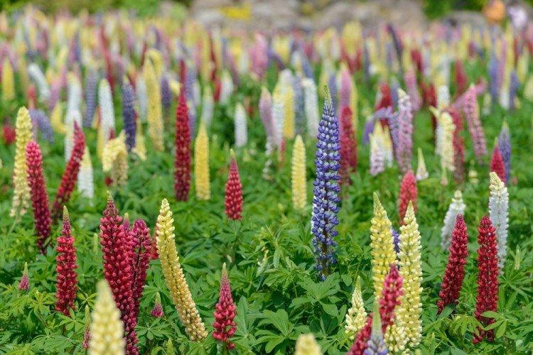 Lupins - Fleurs vivaces à offrir