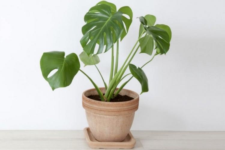 Monstera Gourmet - Types de Monstera