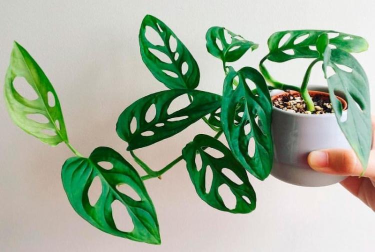 Monstera Adansona - Types de monstera