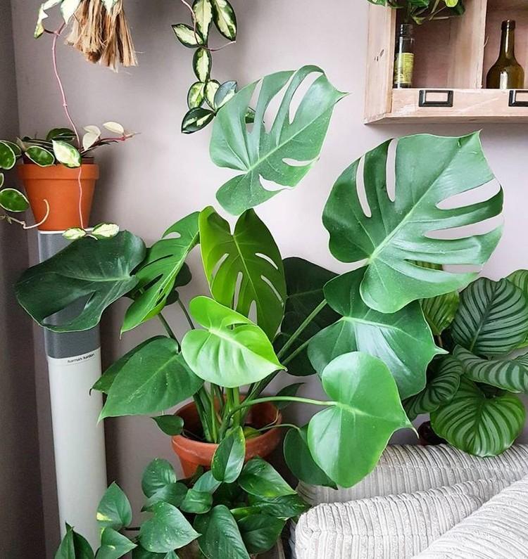 Température - Monster Care