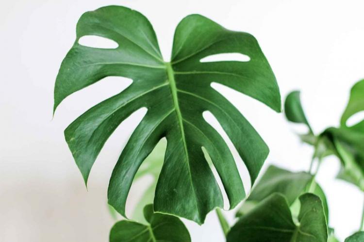Monstera - photo