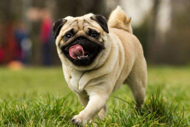 Histoire d'origine - Carlin