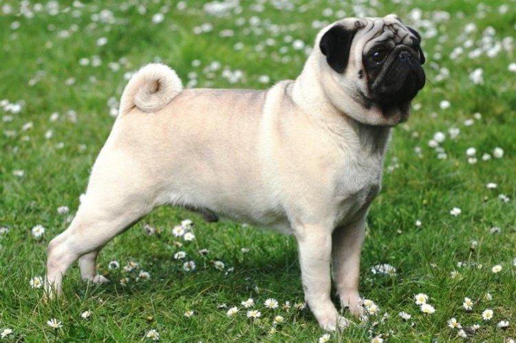 Standard de race - Carlin