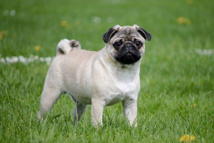 Attitude envers le propriétaire - La nature du carlin