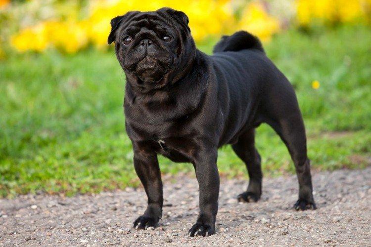 Hygiène - Soins Carlin