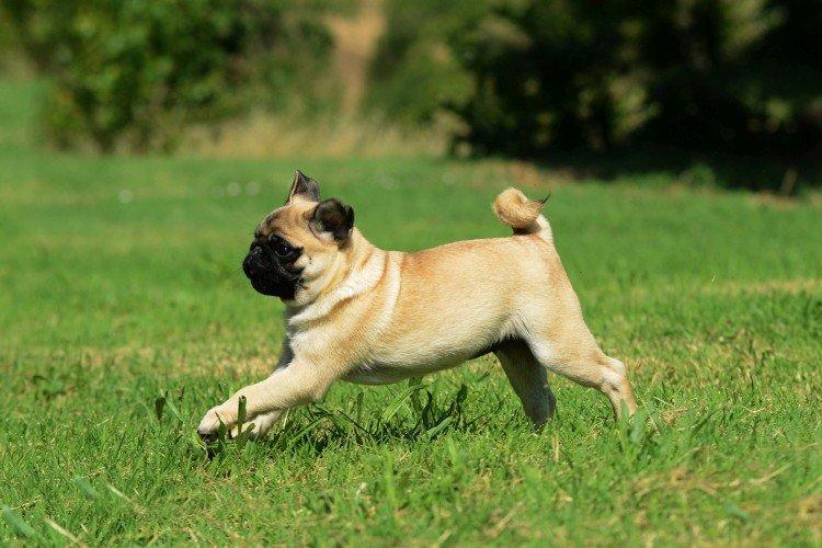 Marche - Soins aux carlins