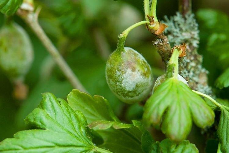 Raisons de l'apparition - Oïdium sur les groseilles à maquereau