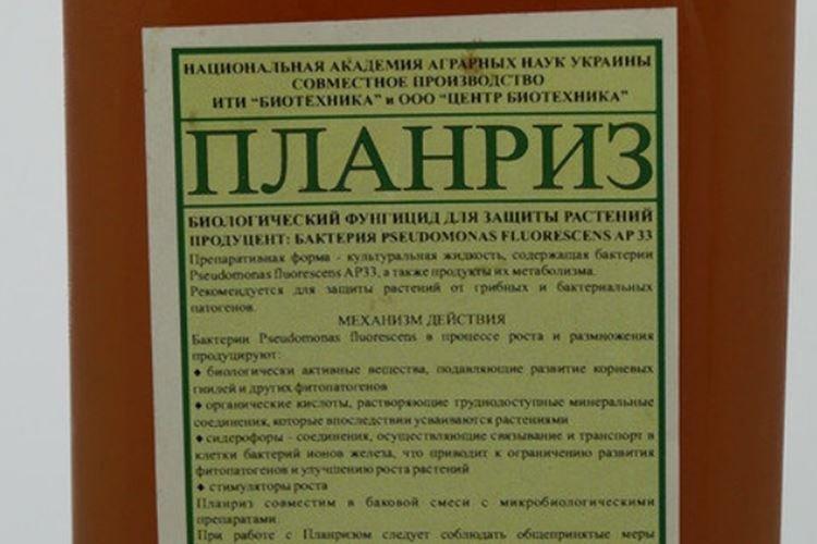 Planriz - Traitement contre l'oïdium des groseilles à maquereau