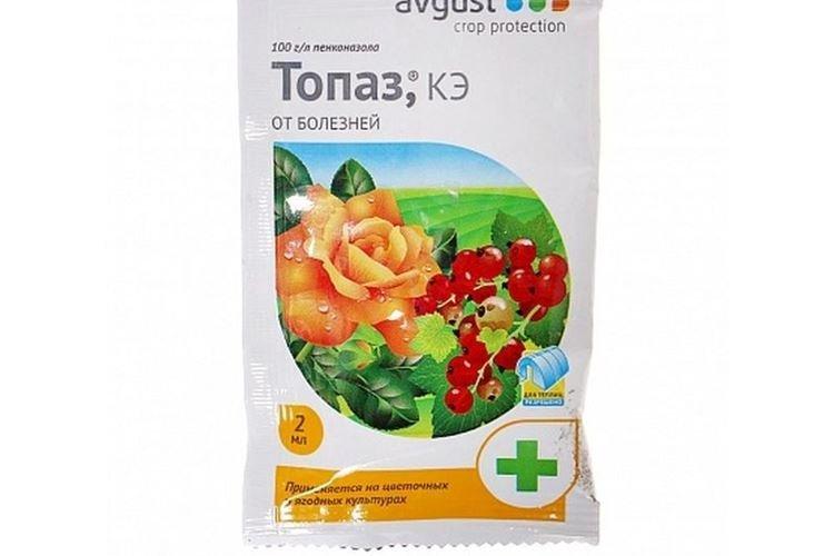 Topaz - Traitement des groseilles contre l'oïdium