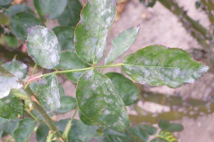 Raisons de l'apparition - Oïdium sur les roses