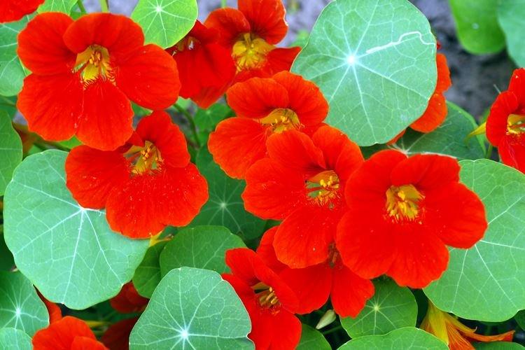 Informations générales - Capucine