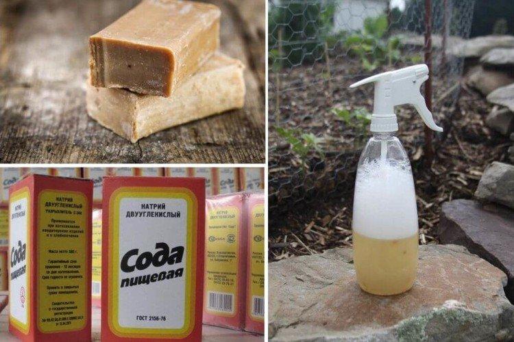 Traitement des groseilles avec de l'eau savonneuse de l'oïdium