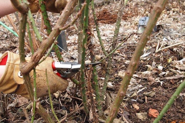 Taille éclaircie des rosiers