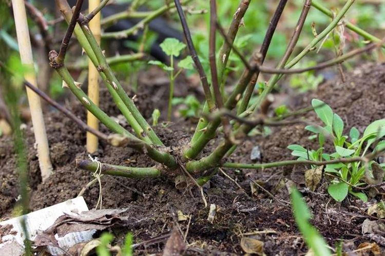 Comment prendre soin des roses après la taille