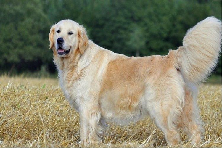 Golden Retriever - races de chiens de chasse