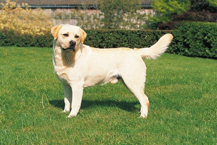 Labrador Retriever - races de chiens de chasse