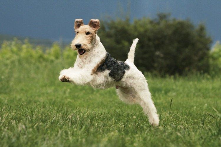 Fox Terrier - races de chiens de chasse
