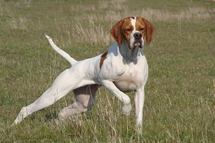Pointeur - races de chiens de chasse