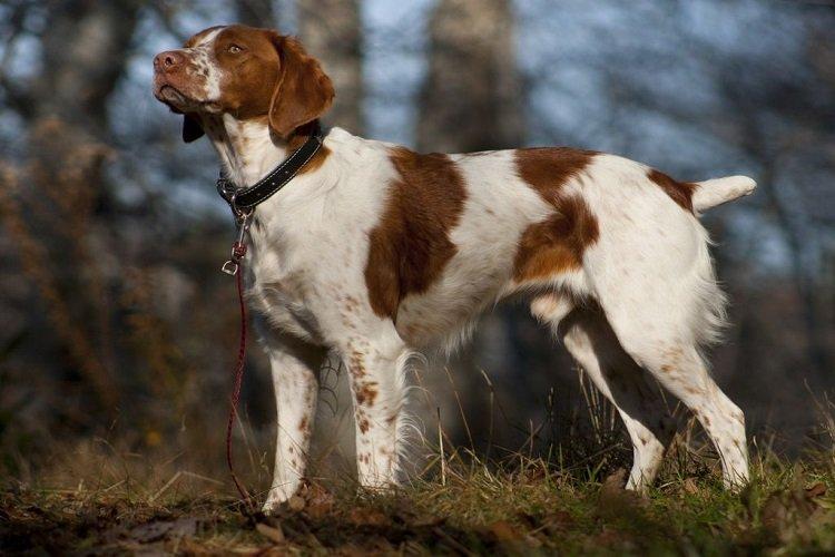 Breton Epagnol - races de chiens de chasse