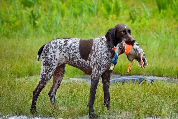Pointeur à poil court - races de chiens de chasse