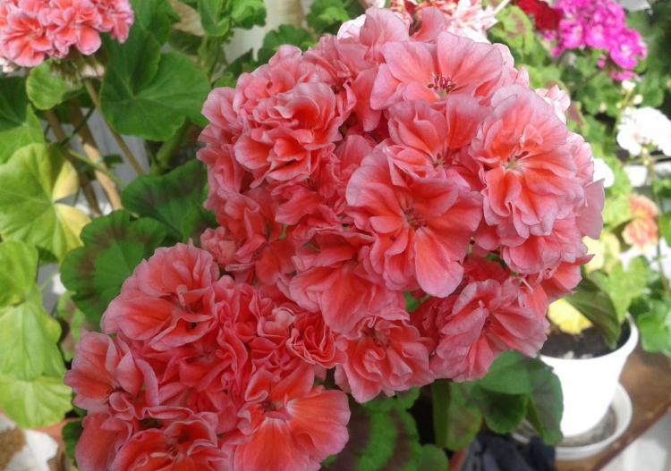 Zone Pelargonium - Espèce de Pelargonium (Géranium)