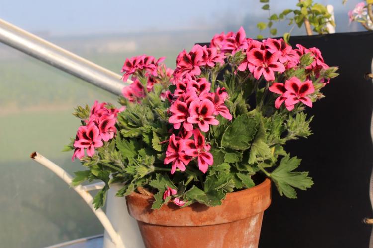 Unique - Types de pélargonium (géranium)