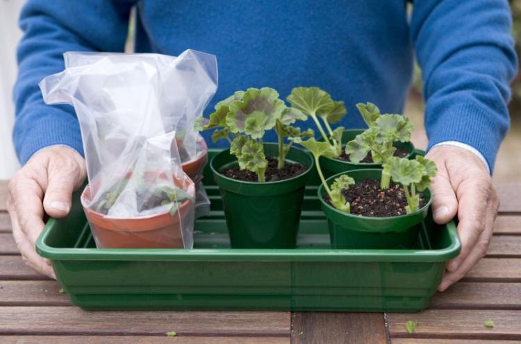 Hivernage - Entretien du pélargonium (géranium)