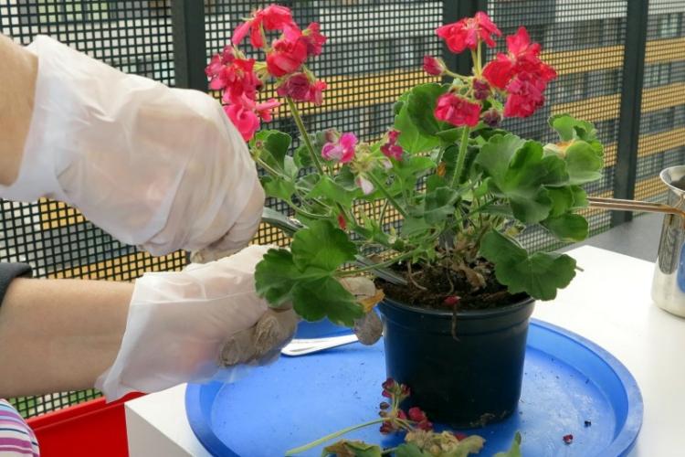 Taille - Entretien du Pélargonium (Géranium)