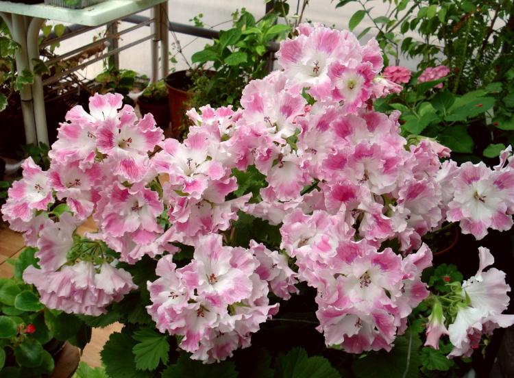 Pélargonium (géranium) - photo