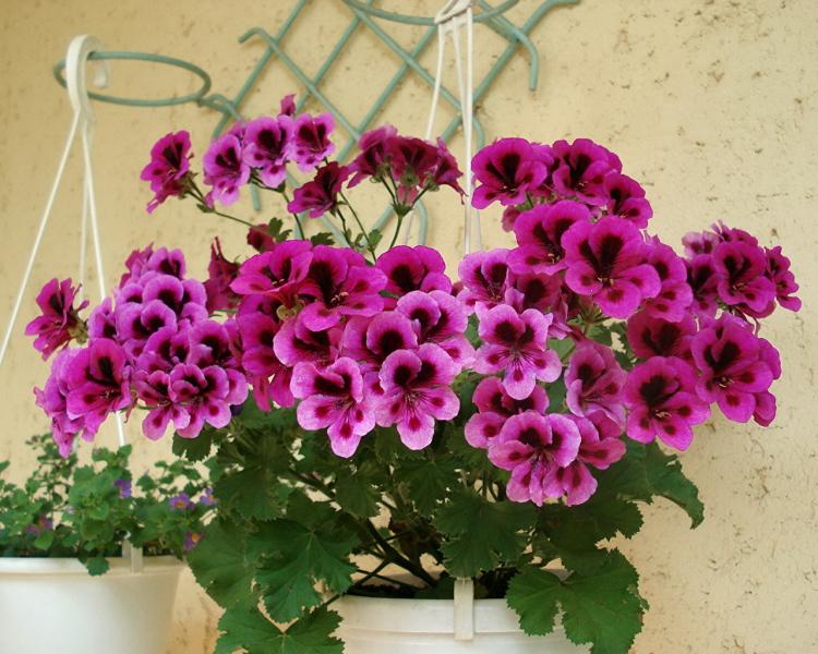 Pélargonium (géranium) - photo