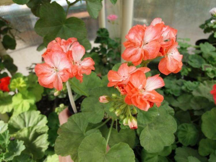 Pélargonium (géranium) - photo