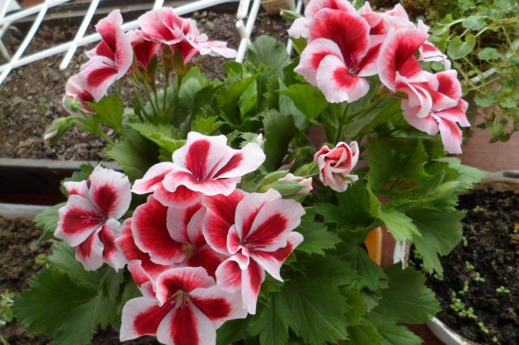 Pélargonium (géranium) - photo