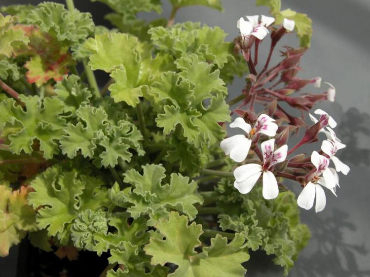 Pélargonium (géranium) - photo