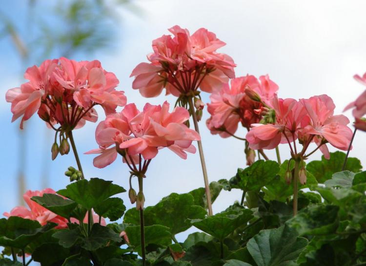 Pélargonium (géranium) - photo