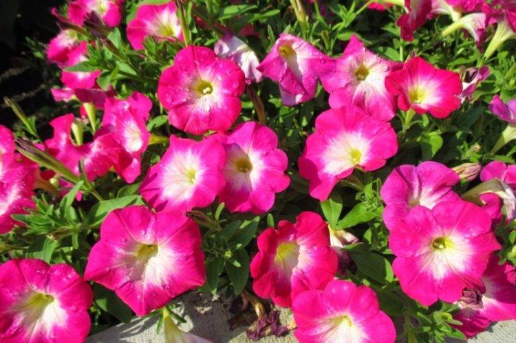 Pétunia Fantasy - Types de pétunias