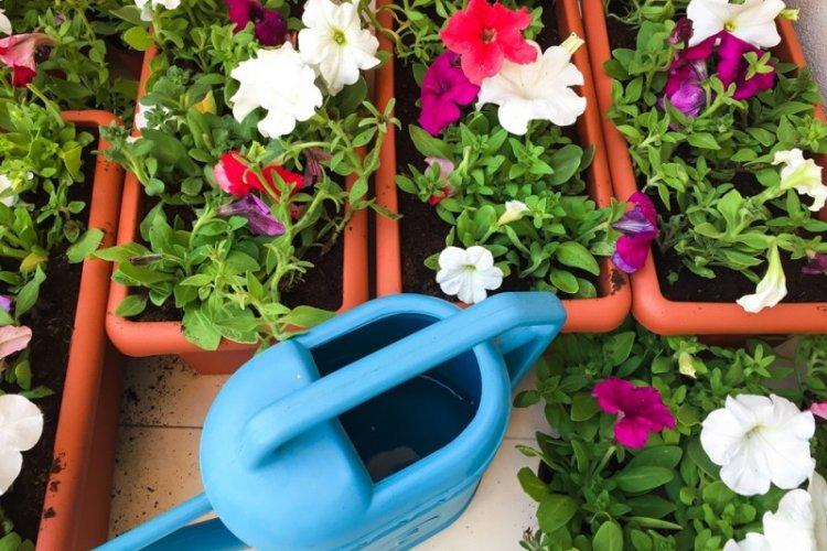 Arrosage - Soin Pétunia