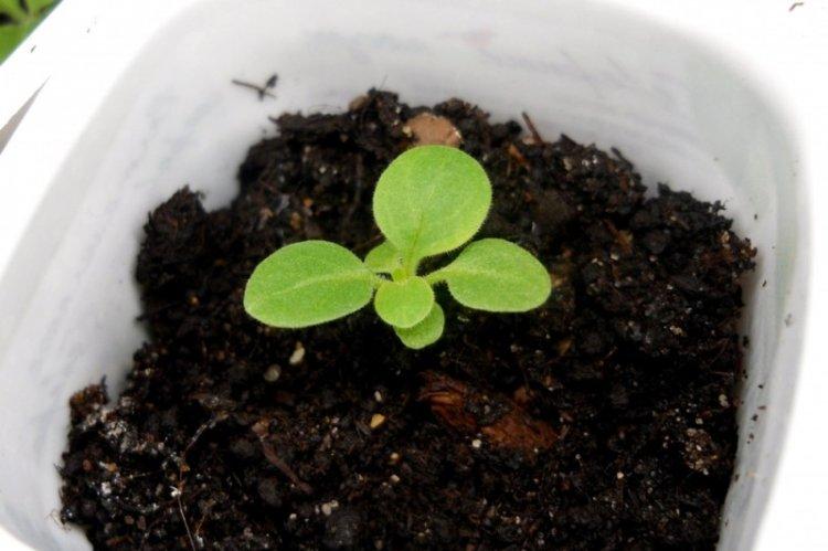 Engrais et alimentation - Soin des pétunias