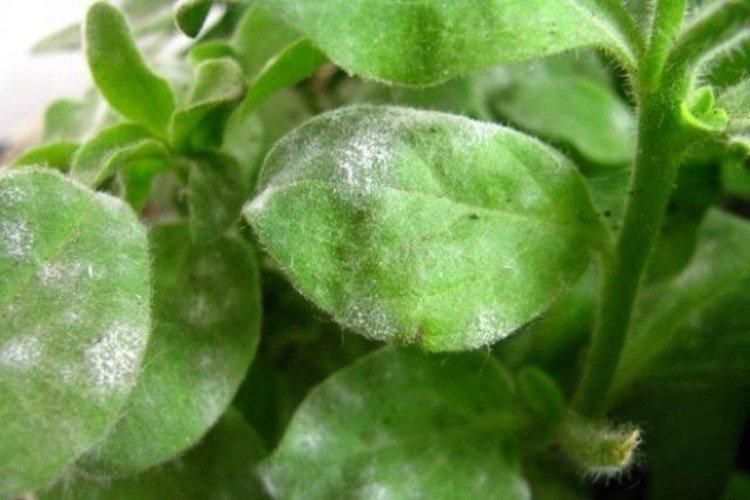 Lutte contre les parasites et les maladies - Pétunia