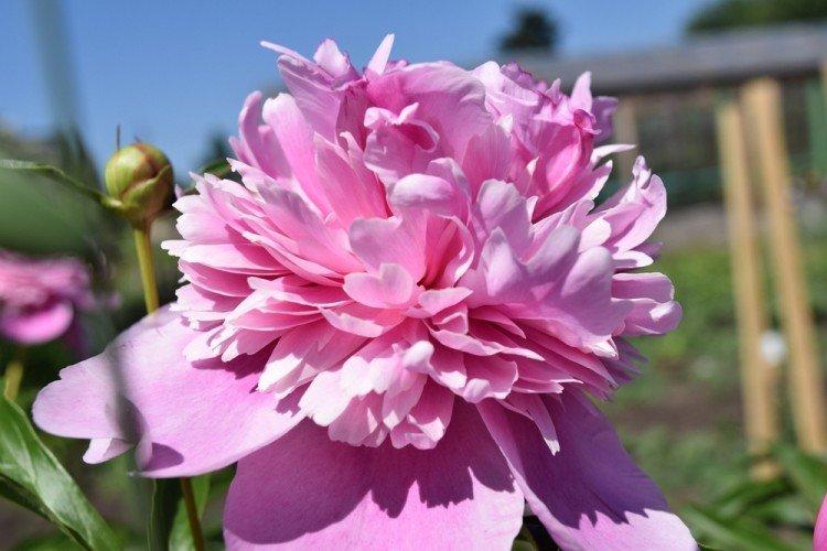 Informations générales - Pivoines