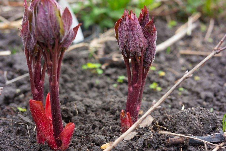 Température - Soins de pivoine