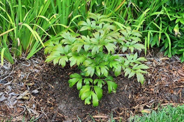 Éclairage - Soins de pivoine